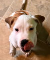 Fr Litter Cola - ADOPTED 06.18.17