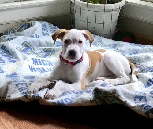 Fr Litter Cola - ADOPTED 06.18.17