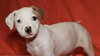 Fr Litter Bacardi - ADOPTED 06.16.17