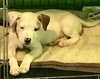 Fr Litter Bacardi - ADOPTED 06.16.17