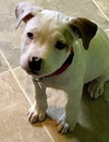 Fr Litter Bacardi - ADOPTED 06.16.17