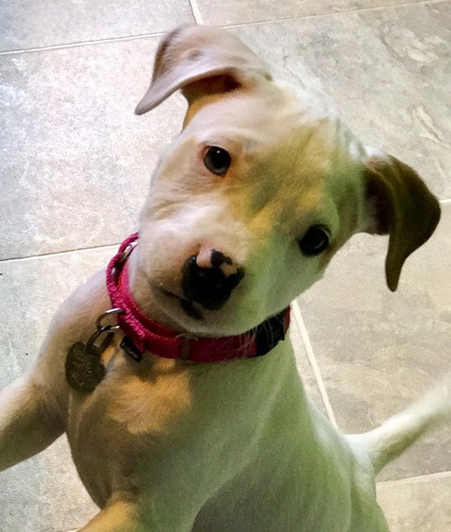 Fr Litter Bacardi - ADOPTED 06.16.17