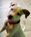 Fr Litter Bacardi - ADOPTED 06.16.17