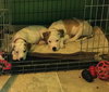 Fr Litter Bacardi - ADOPTED 06.16.17