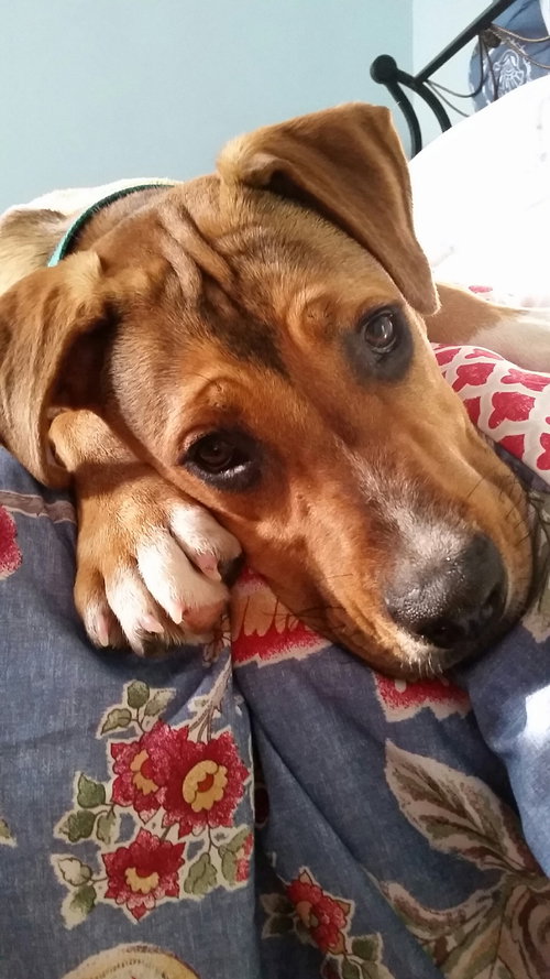 Arlo - ADOPTED 7.4.17