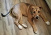 Arlo - ADOPTED 7.4.17