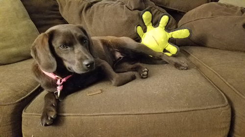 Tracer - ADOPTED 8.17.17