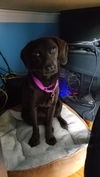 Tracer - ADOPTED 8.17.17