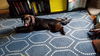 Tracer - ADOPTED 8.17.17