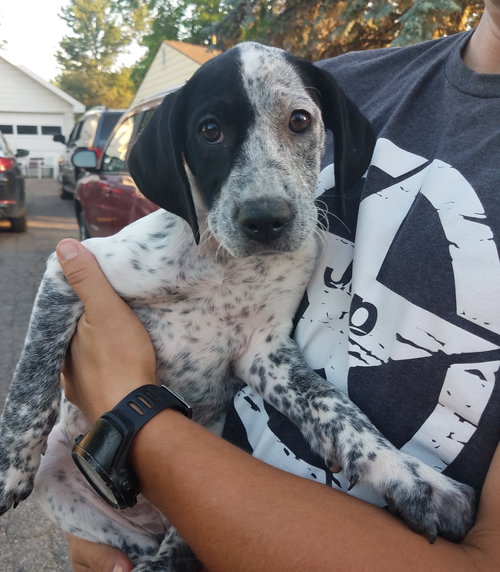 Rogue - ADOPTED 06.18.17