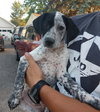 Rogue - ADOPTED 06.18.17