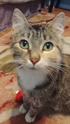 Mb Litter - Honey (mom) - ADOPTED 08.24.17