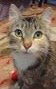 Mb Litter - Honey (mom) - ADOPTED 08.24.17