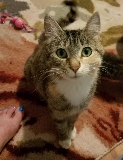 Mb Litter - Honey (mom) - ADOPTED 08.24.17