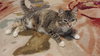 Mb Litter - Honey (mom) - ADOPTED 08.24.17