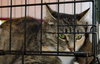 Mb Litter - Honey (mom) - ADOPTED 08.24.17