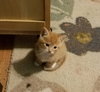 Mb Litter Butterscotch - ADOPTED 07.19.17