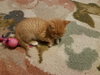 Mb Litter Butterscotch - ADOPTED 07.19.17