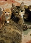 Mb Litter Butterscotch - ADOPTED 07.19.17