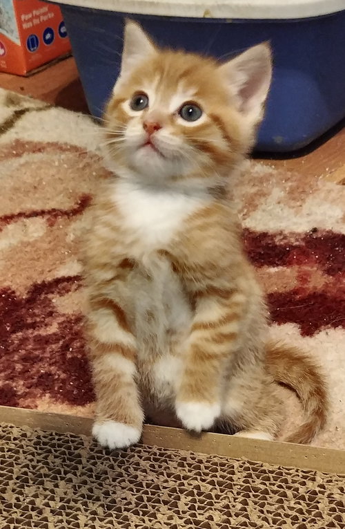 Mb Litter Butterscotch - ADOPTED 07.19.17