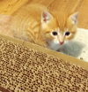 Mb Litter Butterscotch - ADOPTED 07.19.17