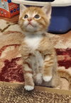 Mb Litter Butterscotch - ADOPTED 07.19.17