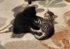 Mb Litter Licorice - ADOPTED 07.19.17