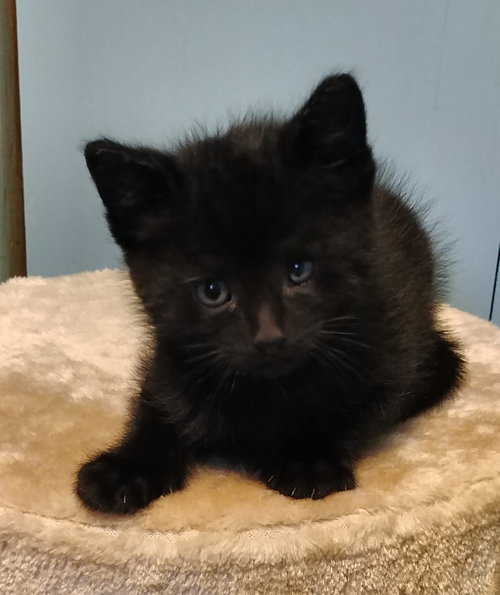 Mb Litter Licorice - ADOPTED 07.19.17