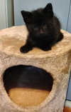 Mb Litter Licorice - ADOPTED 07.19.17