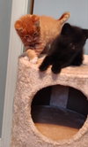 Mb Litter Licorice - ADOPTED 07.19.17