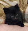 Mb Litter Licorice - ADOPTED 07.19.17