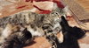 Mb Litter Lollipop - ADOPTED 07.19.17