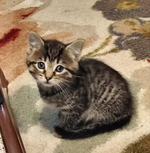 Mb Litter Lollipop - ADOPTED 07.19.17