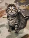 Mb Litter Lollipop - ADOPTED 07.19.17