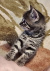 Mb Litter Lollipop - ADOPTED 07.19.17