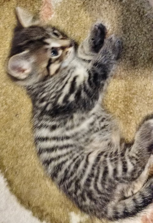 Mb Litter Skittles - ADOPTED 07.19.17