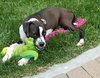 Merida - ADOPTED 08.06.17