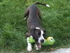 Merida - ADOPTED 08.06.17