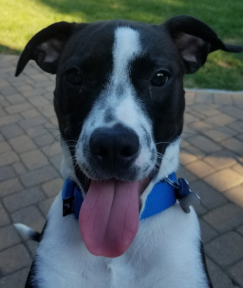 Merida - ADOPTED 08.06.17