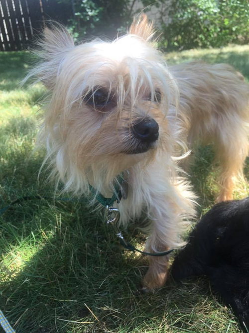 Hr - Mario (Bonded Pair) - ADOPTED 7.11.17