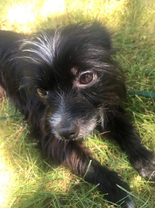 Hr - Pepe' (Bonded Pair) - ADOPTED 7.11.17