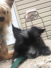 Hr - Pepe' (Bonded Pair) - ADOPTED 7.11.17