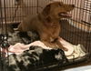 Margarita - ADOPTED 01.07.20