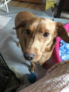Margarita - ADOPTED 01.07.20