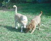 Margarita - ADOPTED 01.07.20