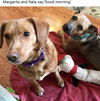 Margarita - ADOPTED 01.07.20