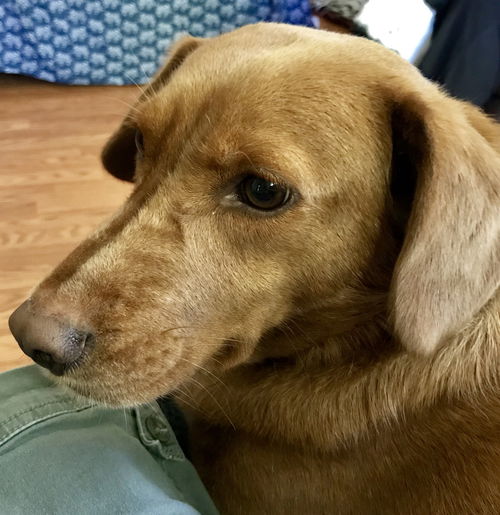Margarita - ADOPTED 01.07.20