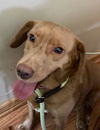 Margarita - ADOPTED 01.07.20