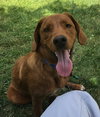 Stetson - ADOPTED 12.08.18