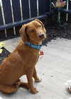 Stetson - ADOPTED 12.08.18